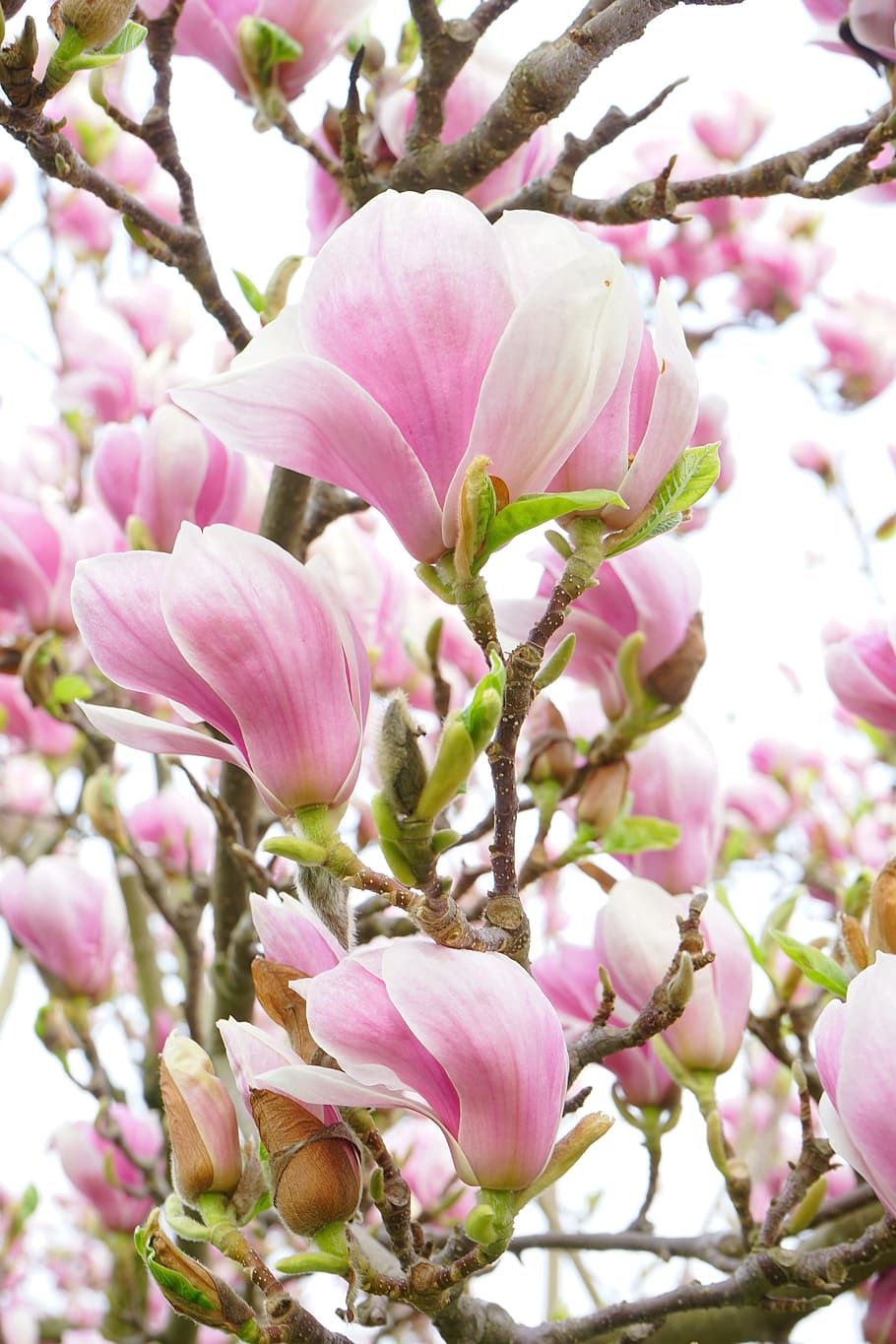 cherry blossoms, magnolia, magnolia blossom, flowers, pink, white, blütenmeer, ornamental plant, magnoliengewaechs, magnoliaceae
