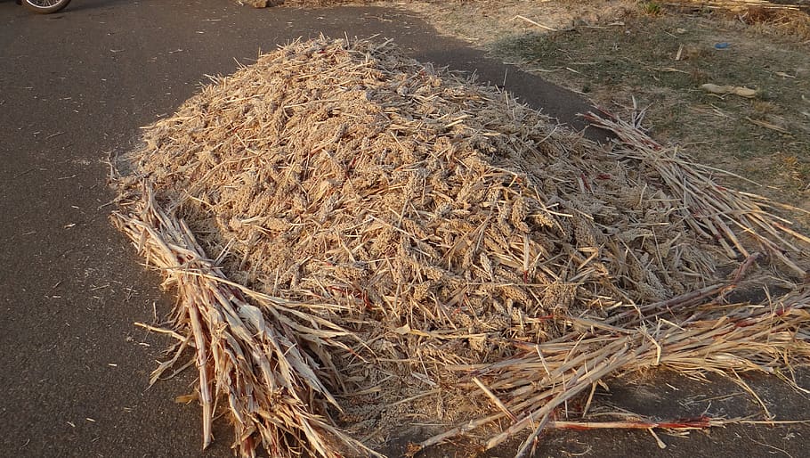 sorghum, jowar, sorghum-spikes, harvested, karnataka, india, cereals, crop, high angle view, day