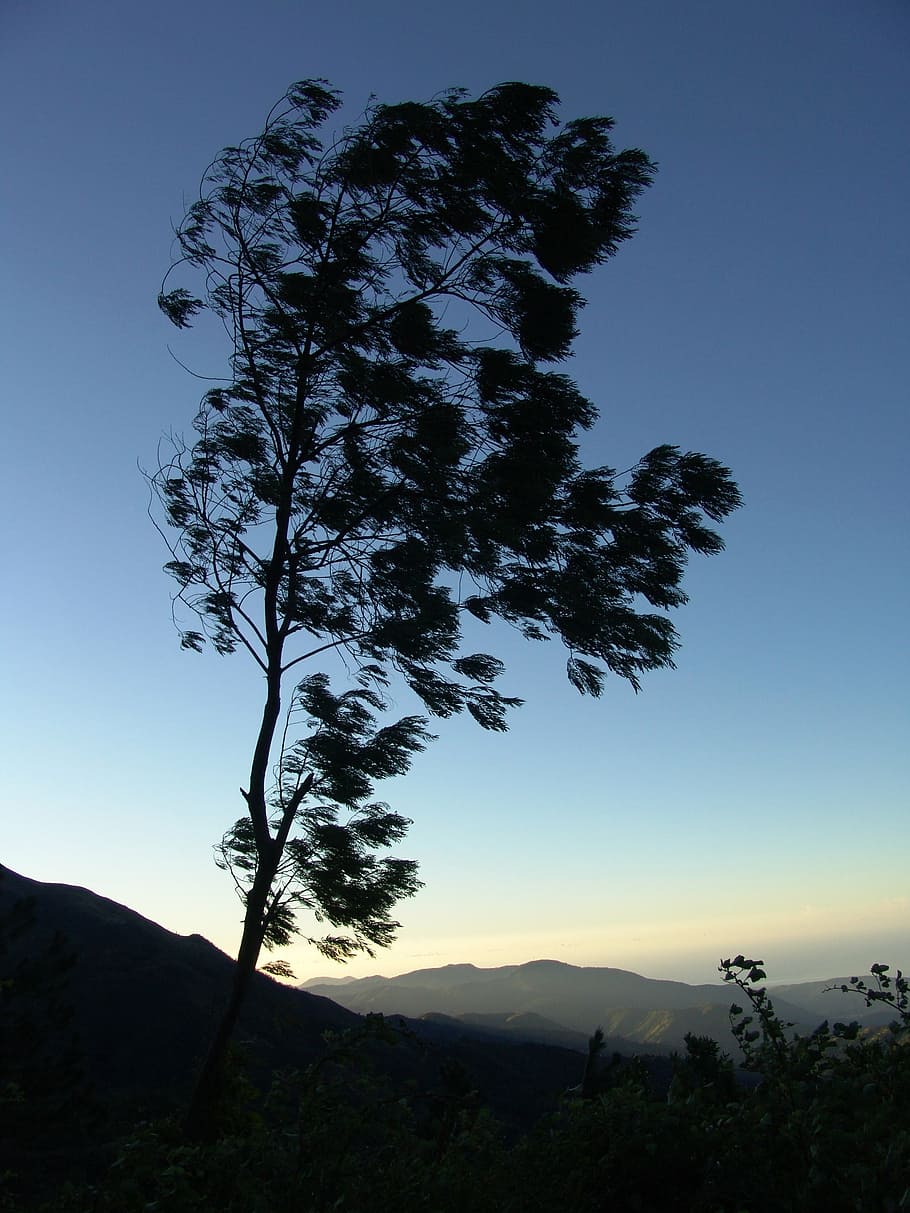 árbol, corona, jamaica, dosel, sombra, montañas, paisaje de montaña, cielo,  belleza en la naturaleza, montaña | Pxfuel