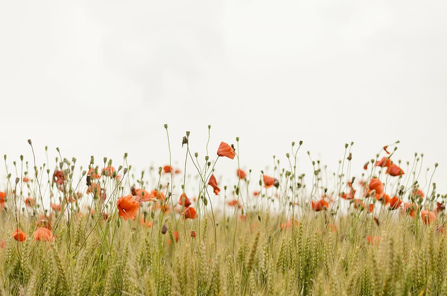 orange, petaled flower field, bloom, blossom, field, flora, flowers, nature, poppies, uncultivated