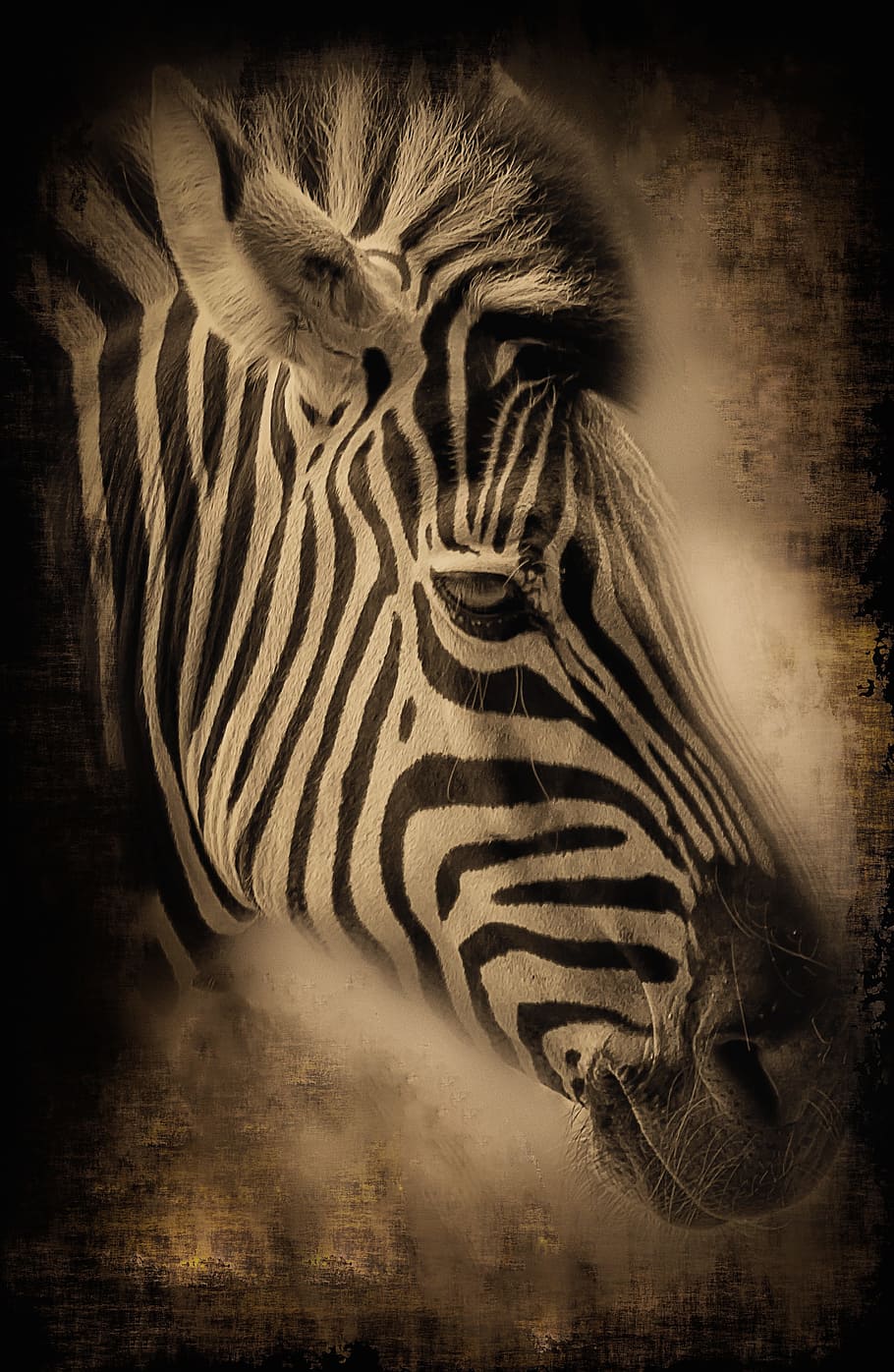 photo of zebra, zebra, africa, stripes, horse, safari, wild, namibia, animals, animal world