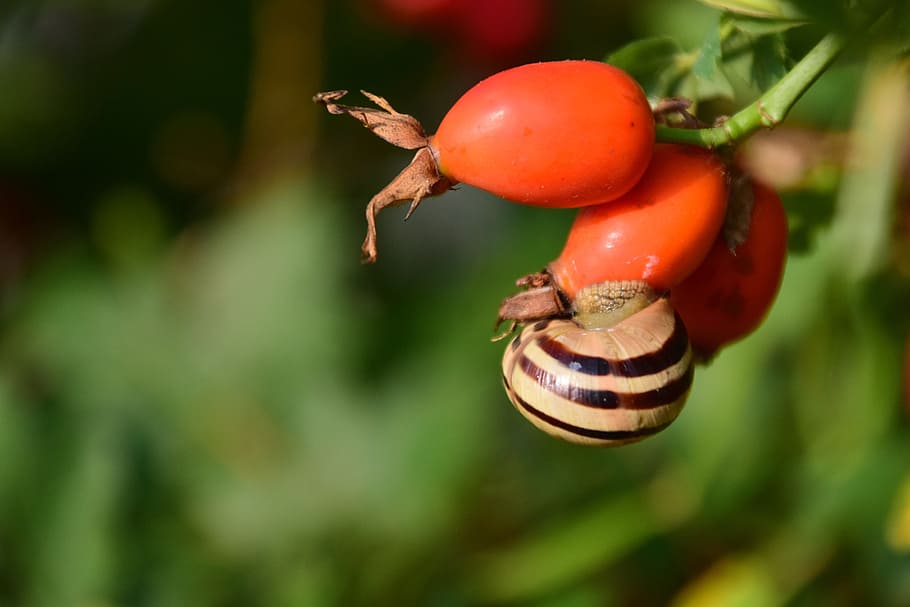 Rose Hip, Ripe, Forest, Berry, Fruit, berry, fruit, plant, food, autumn, nature