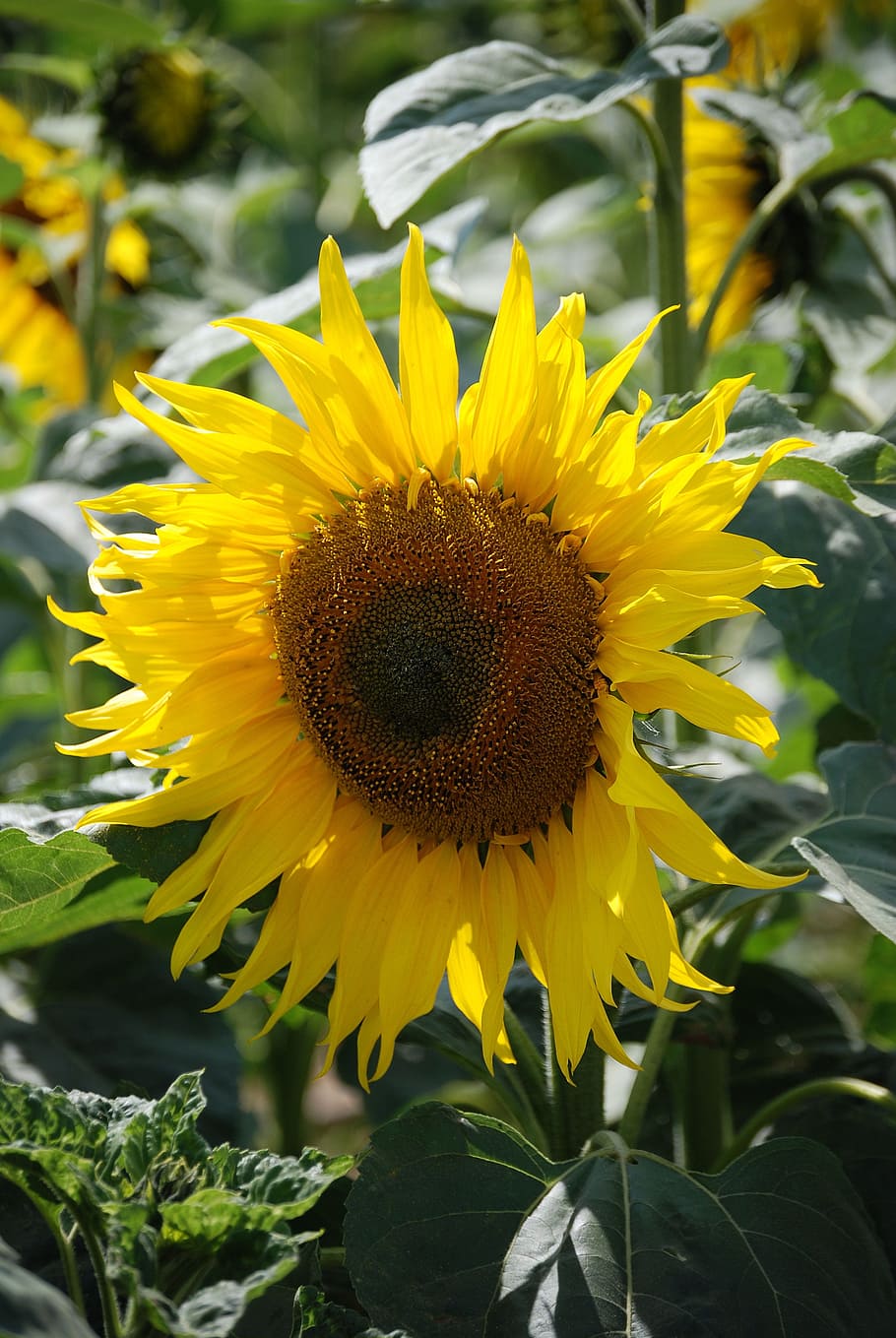 sunflower, helianthus annuus, yellow, flower, seed, colourful, flowering plant, plant, growth, freshness