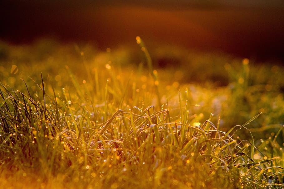 close-up photo, green, grass, morning, dew, morgentau, 6 00, beginning of summer, summer, heat