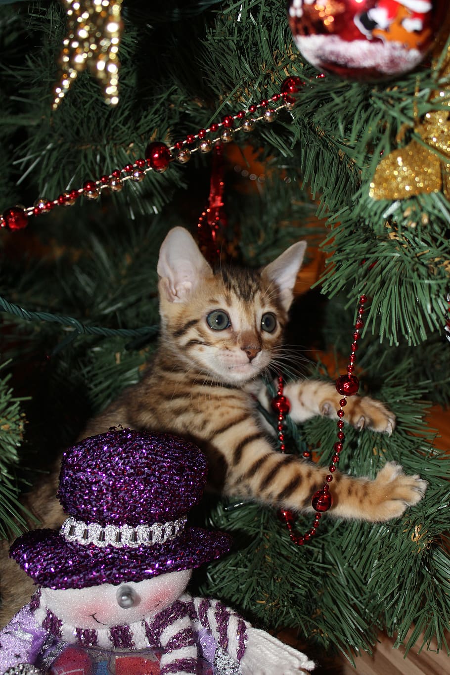coklat, kucing betina, pohon natal, Anak Kucing, Malam Tahun Baru, Natal, liburan, ornamen, musim dingin, mainan pohon natal