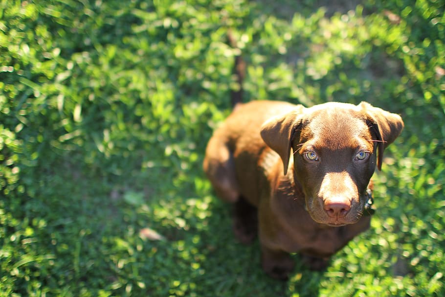dog, sitting, green, grass, pup, puppy, cute, lab, labrador, chocolate