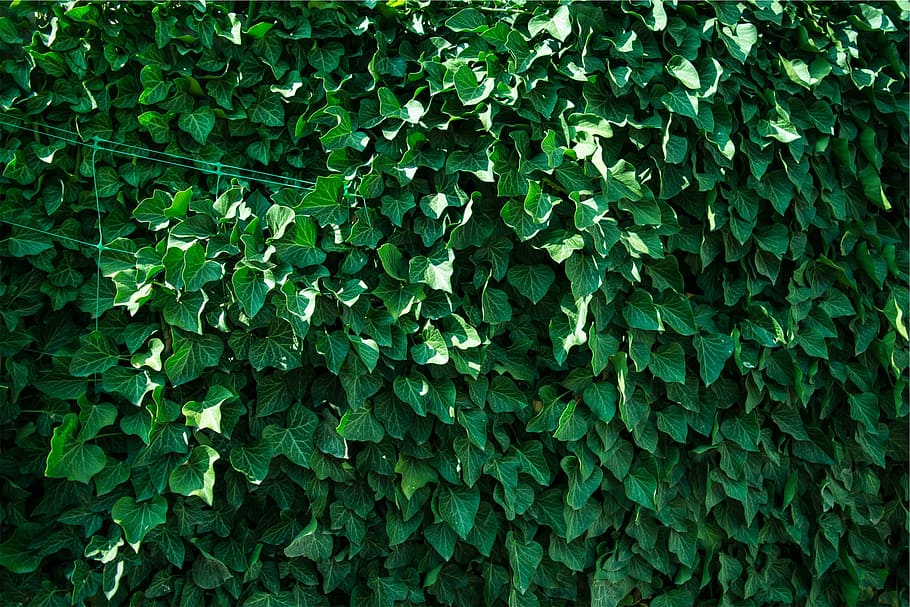 tanaman daun hijau, hijau, tanaman, daun, warna hijau, latar belakang, full frame, alam, close-up, di luar ruangan
