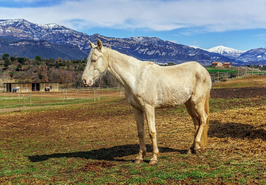 horse, henar, white, nature, pastures, field, farm, animal, livestock, equine