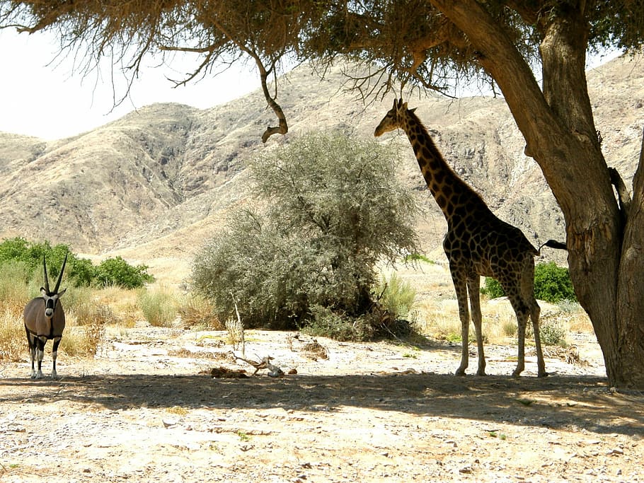 giraffe, oryx, shade, tree, shelter, heat, sun, namibia, sand, rocks