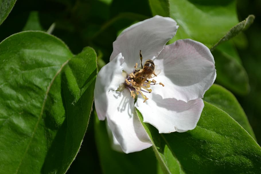 Bee, Flower, Quince, Spring, White, spring, white, petals, green, pollination, leaf