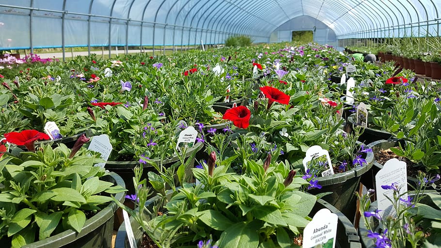 Plants, Nursery, Flower, Garden, flower, garden, greenhouse, growth, plant, agriculture, plant nursery