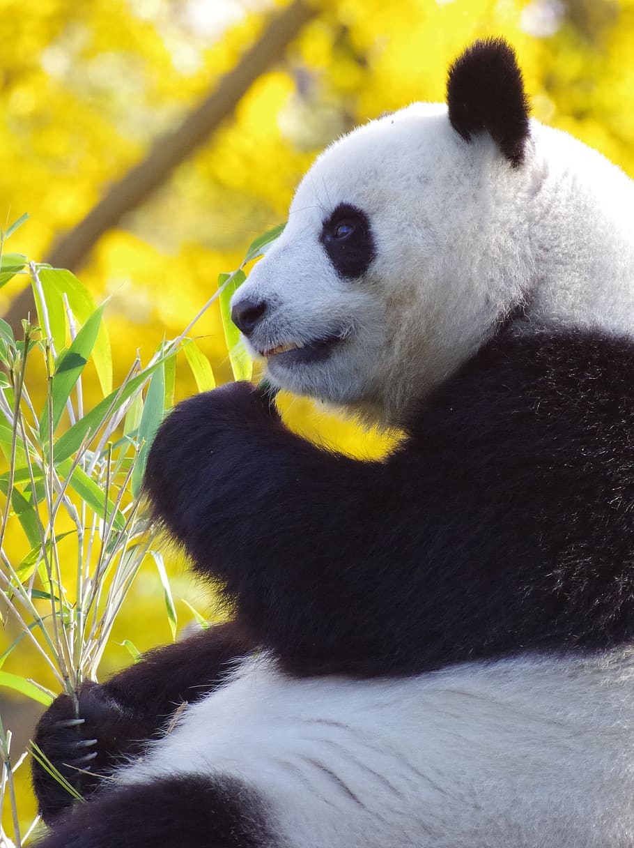 panda, bear, mammal, china, threatened, zoo, bamboo, animal, animal themes, animal wildlife