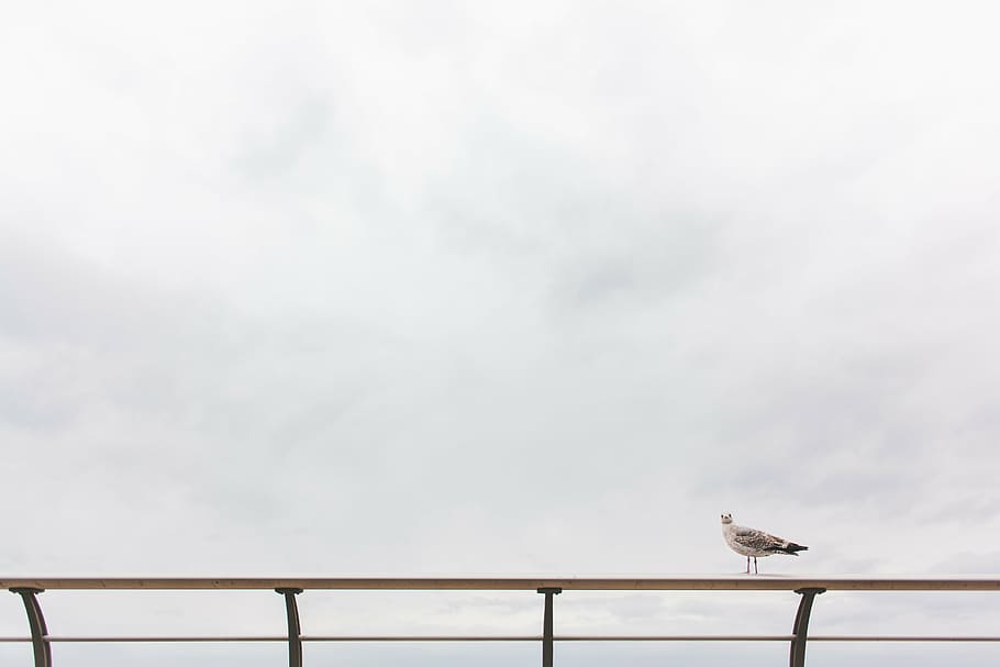 white, bird, rail, grey, gull, perching, metal, balustrade, daytime, seagull