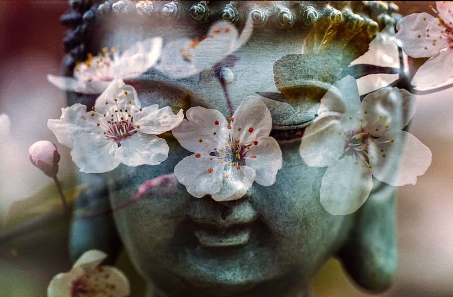 buddha, surrounded, pink, flowers, flower, buddhism, religion, peace, spiritual, oriental