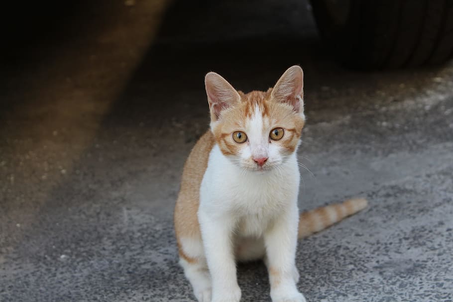 動物 子猫 かわいい 家畜 ペット 一匹の動物 猫 飼い猫 哺乳類 ネコ Pxfuel