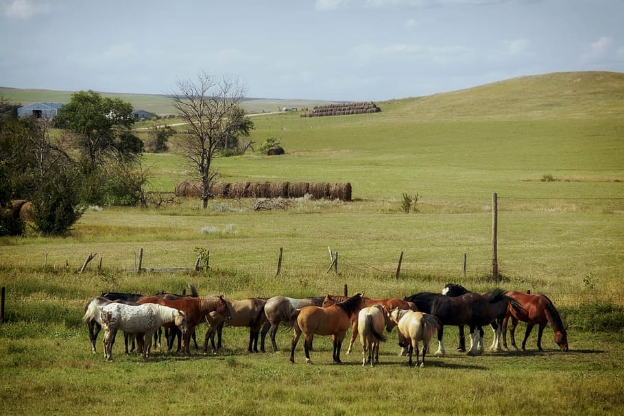 Dakota del Sur, granja, rancho, rural, paisaje, escénico, caballos, pastoreo, campo, pasto