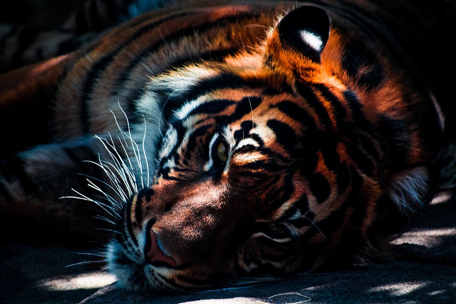 oranye, hitam, harimau, berbaring, tanah, margasatwa, hewan, kucing, predator, berbahaya