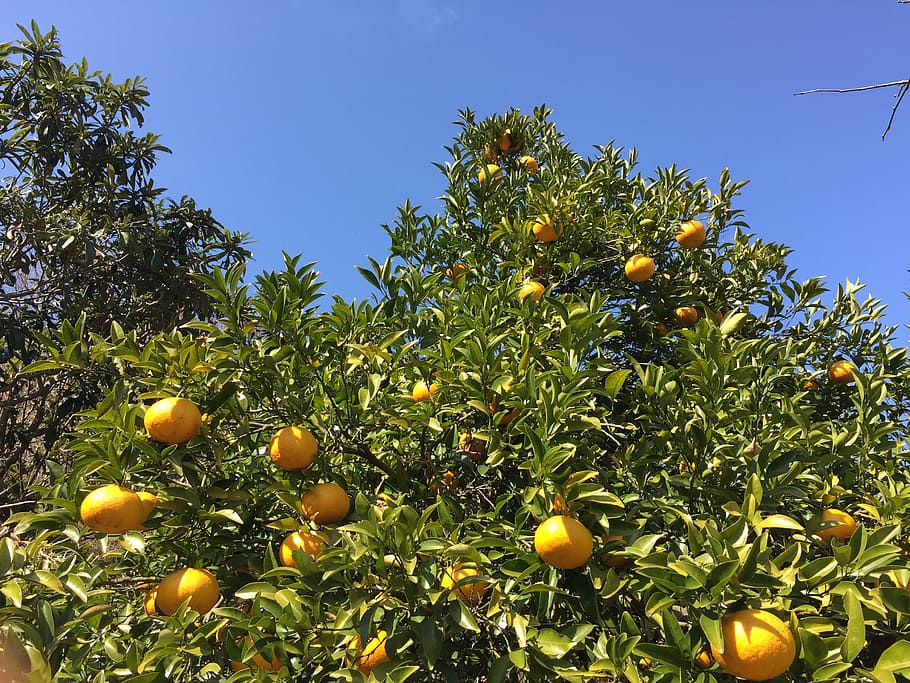 watson pomelo, mandarin oranges, tree of oranges, fruit, orange, tree, citrus Fruit, nature, tangerine, agriculture