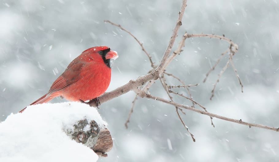 merah, burung, lapangan salju, kardinal, salju, suhu dingin, musim dingin, hewan di alam liar, tema hewan, bertengger