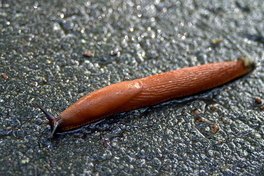 Snail, Bare, Red, Long, lusitan, the bare, red, long, slippery, wet, it slimy