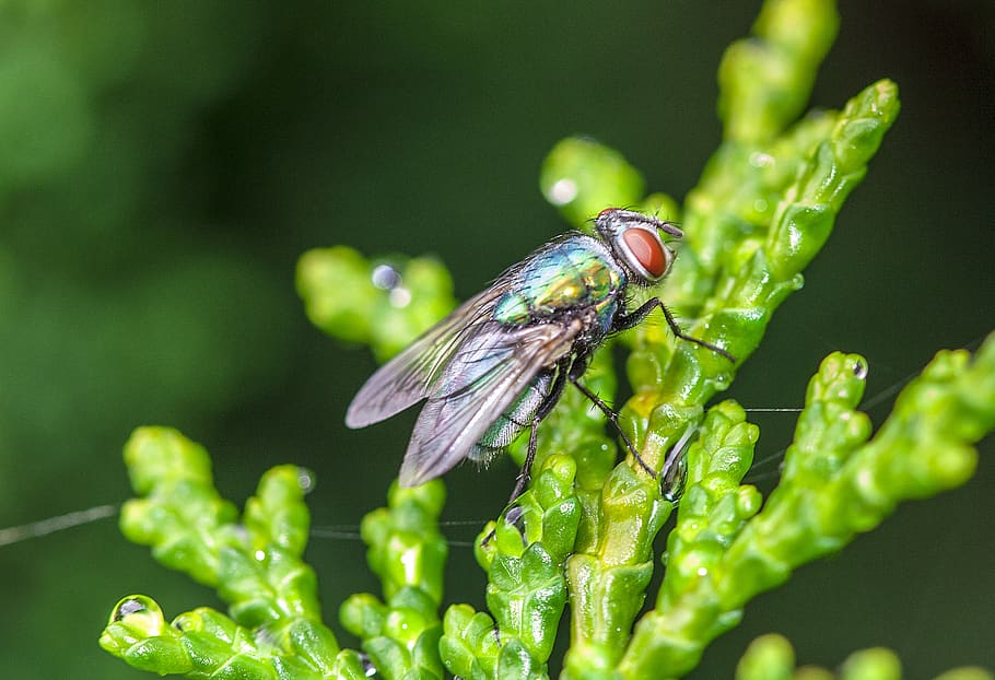 fly, insect, flies, macro, green, close up, wings, wing, sheet, macro photography
