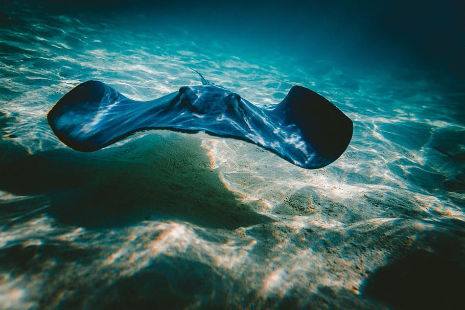 water, ocean, fish, underwater, blue, fin, sand, current, sea, swimming