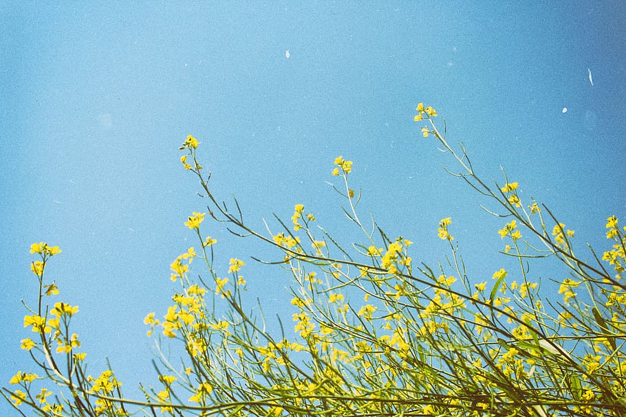 yellow, flowers, grass, garden, outdoor, nature, plant, blue, sky, beauty in nature