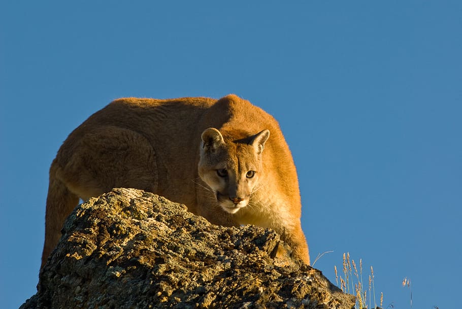salvaje, fotografía leona, gris, roca, puma, león de montaña, agachado, gato, carnívoro, depredador