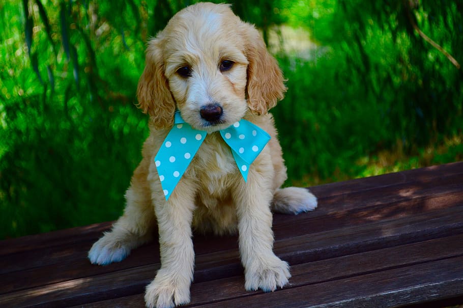 Royalty-free goldendoodle puppy photos free download | Wisconsin goldendoodles for sale