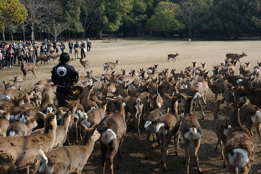 Japan, Nara, Deer, Gather, Man, Stag, stag's, animal, feeding, group Of Animals