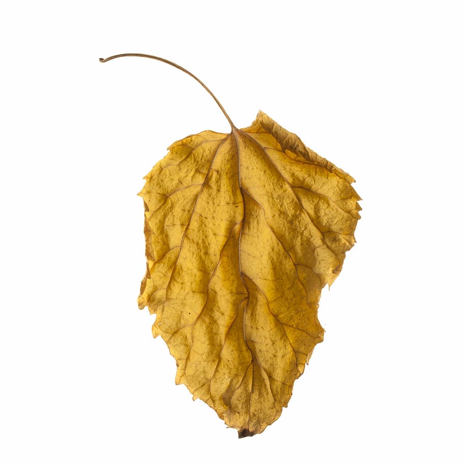 brown maple leaf, leaves, autumn, season, withered leaves, the leaves are, dry leaves, yellow, tree, macro