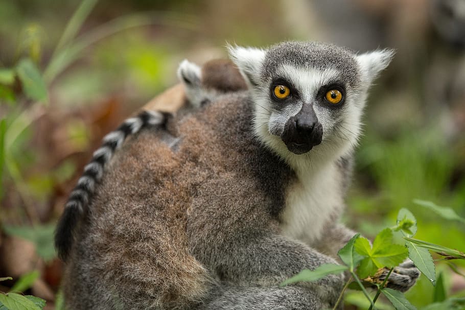 ring-tailed lemur, lemur catta, duke lemur center, mother and baby, durham nc, animal wildlife, one animal, animals in the wild, mammal, portrait