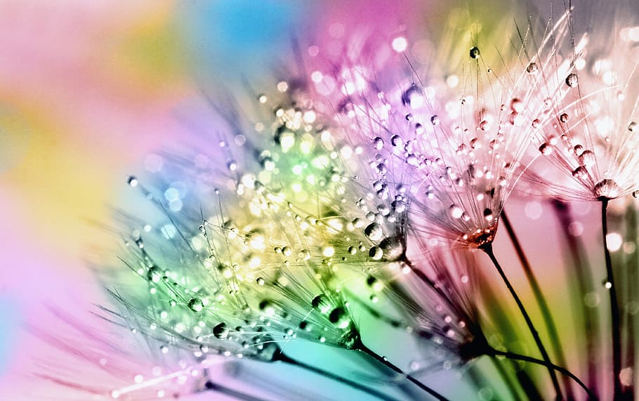 multicolored dandelion art, flora, nature, summer, bright, dandelion, blowball, dandelion clock, water droplets, water
