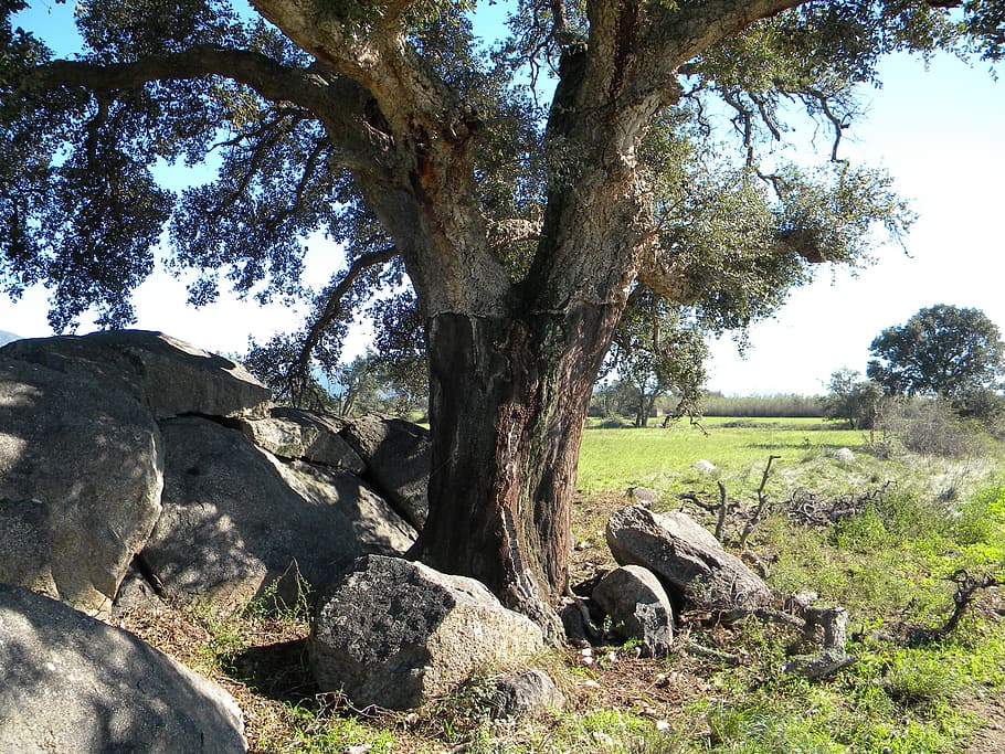 cork oak, aiguamolls, castelló d' empúries, wetlands, tree, plant, nature, land, growth, day