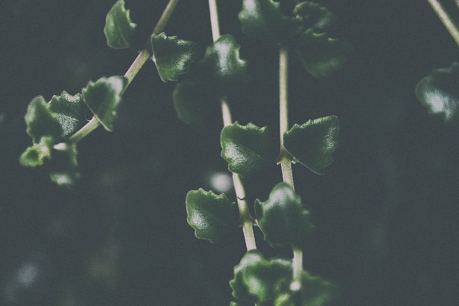 close-up photography, green, leaves, leaf, plant, garden, autumn, fall, growth, green color