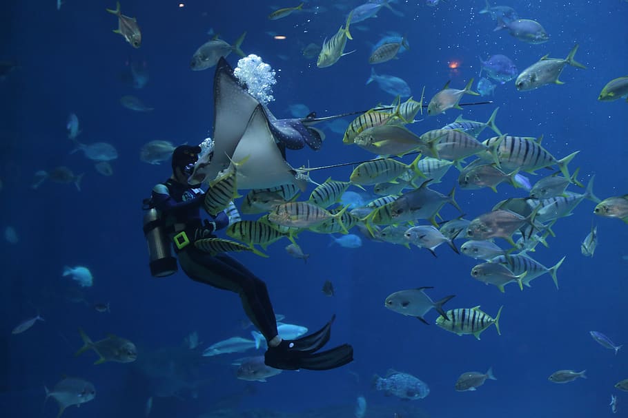 stingray, aquarium, scuba, divers, waterworld, sea, fish, nature, aqua, underwater