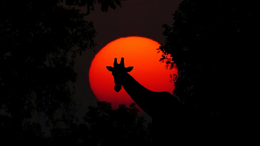 silhouette of giraffe, giraffe, animal, africa, sunset, nature, wilderness, safari, adventure, wild animal