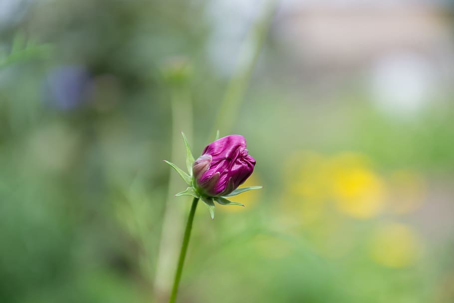 つぼみ 花 植物 コスモス 自然 花びら 夏 開花植物 自然の美しさ 脆弱性 Pxfuel