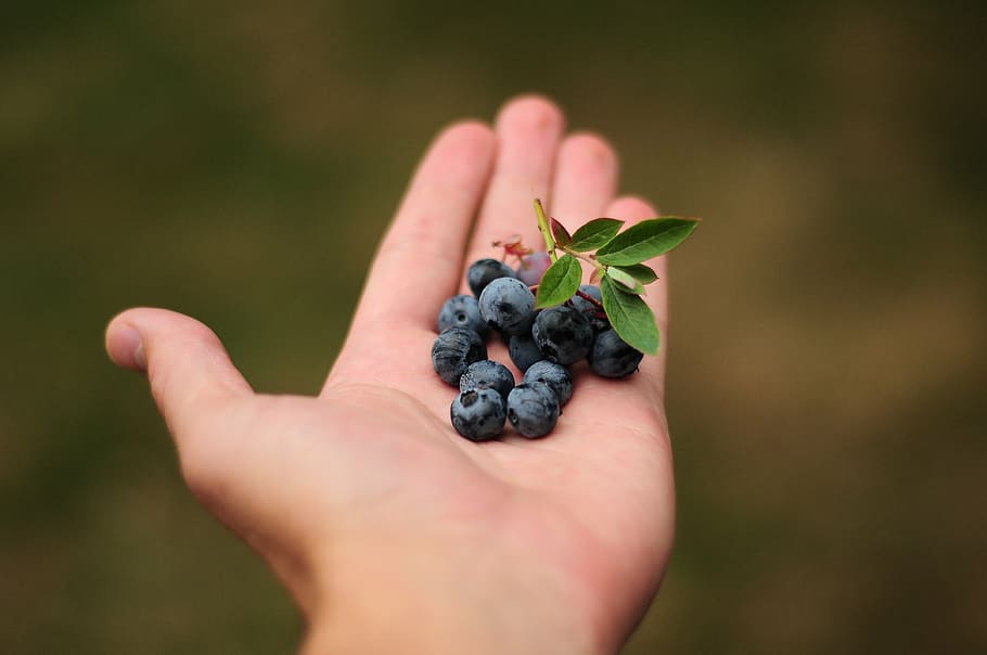 Image result for blueberries i hand