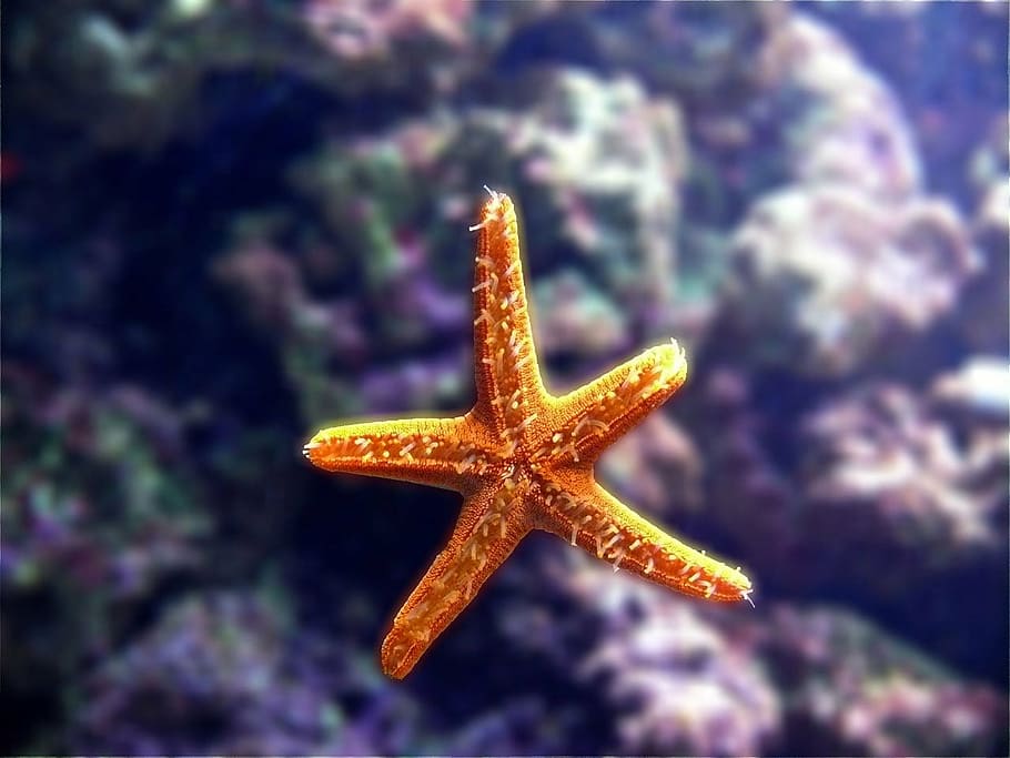 shallow, focus photography, orange, starfish, aquarium, nature, sea, star, marine, ocean