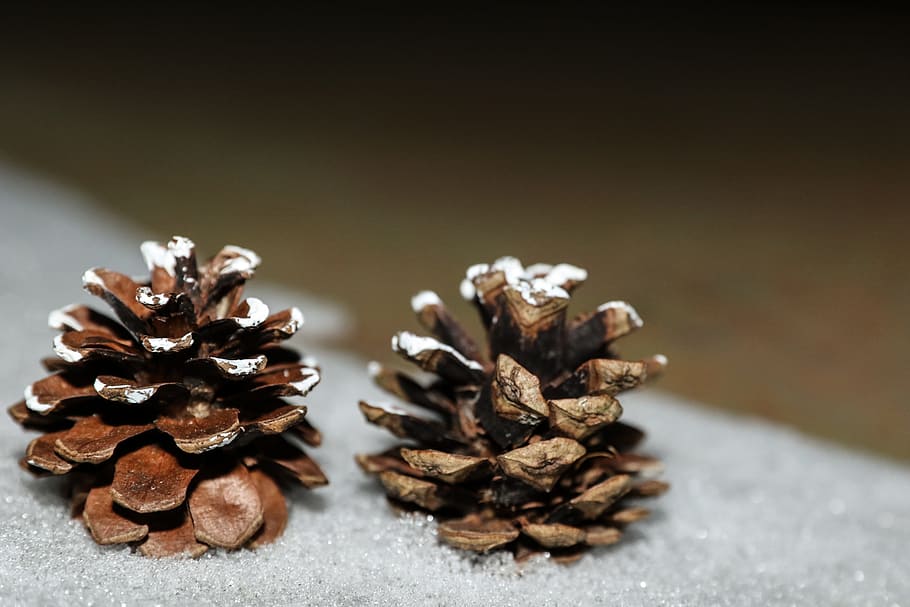 pinecones, winter, nature, close-up, food and drink, brown, food, pine cone, table, freshness