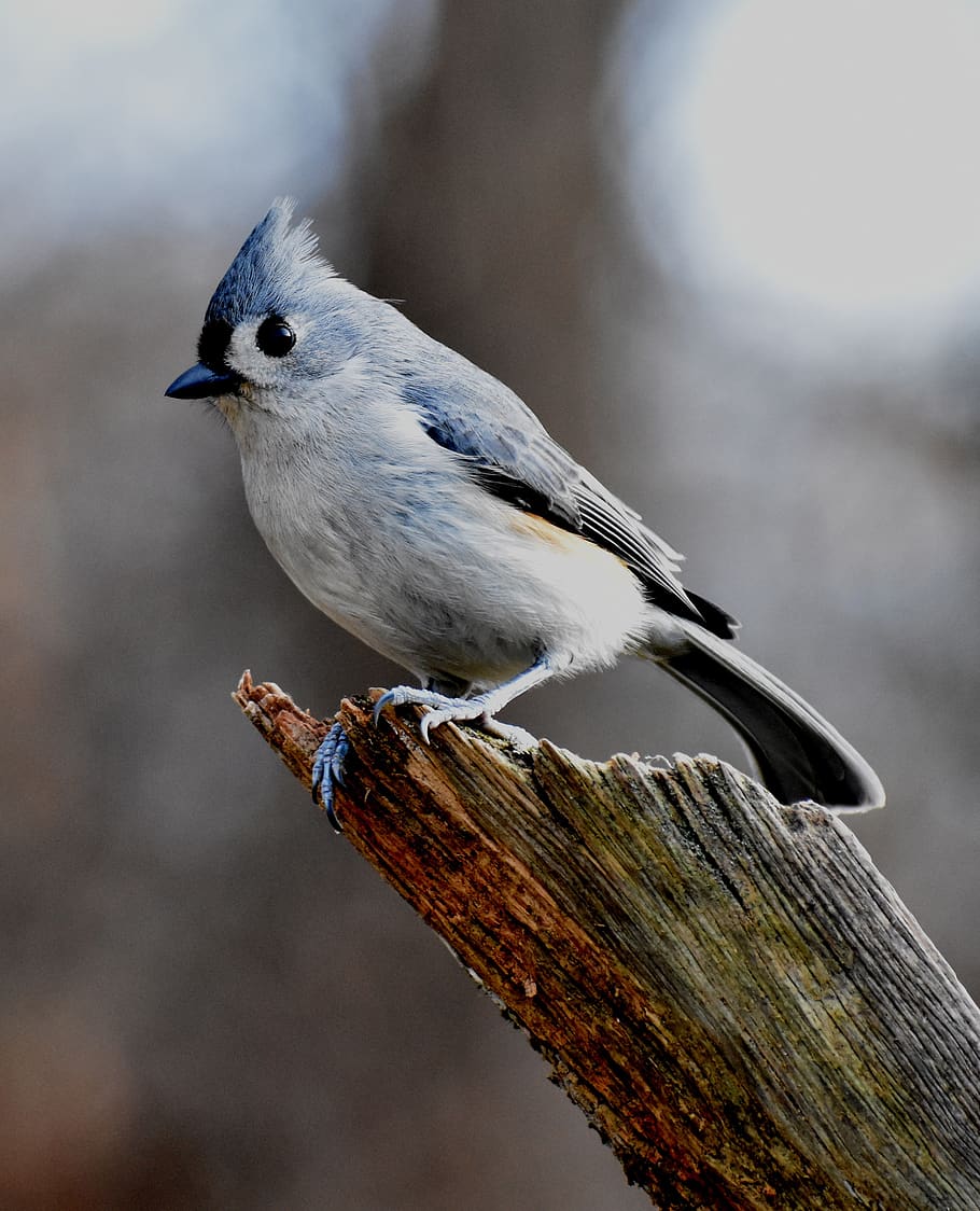bird, tufted titmouse, vertical, perched on a broken log, semi-profile, blurred background, looking into the camera, one animal, animals in the wild, animal wildlife