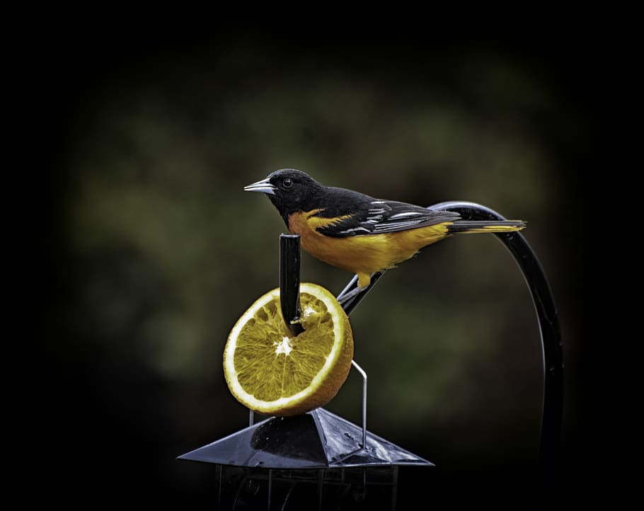 hermoso pájaro, espectáculos de belleza, rodajas de naranja, Baltimore Oriole, Baltimore, hermoso, belleza, pájaro, día, justo