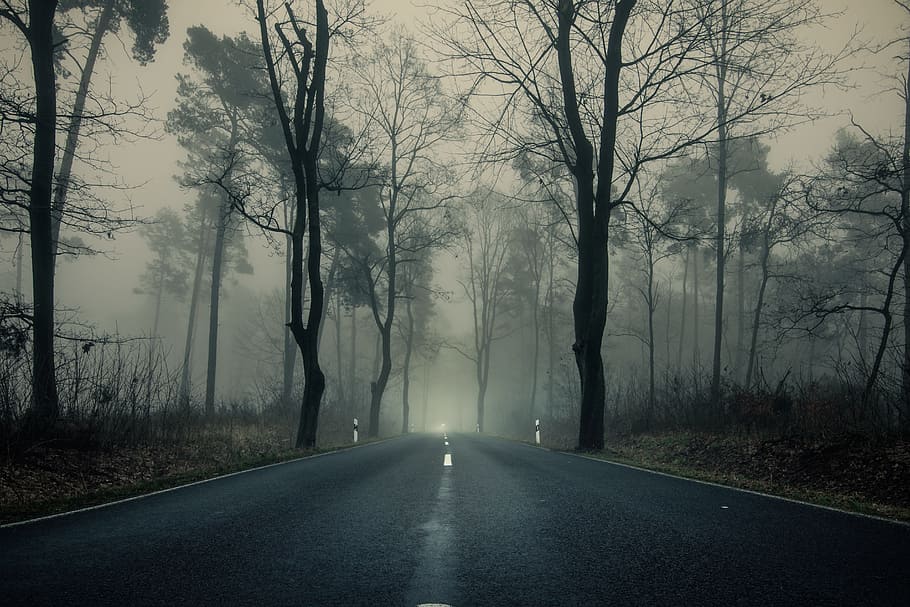 道路, 囲まれた, 木, 昼間, 森, 霧, 自然, 気分, 夕暮れ, 進む道