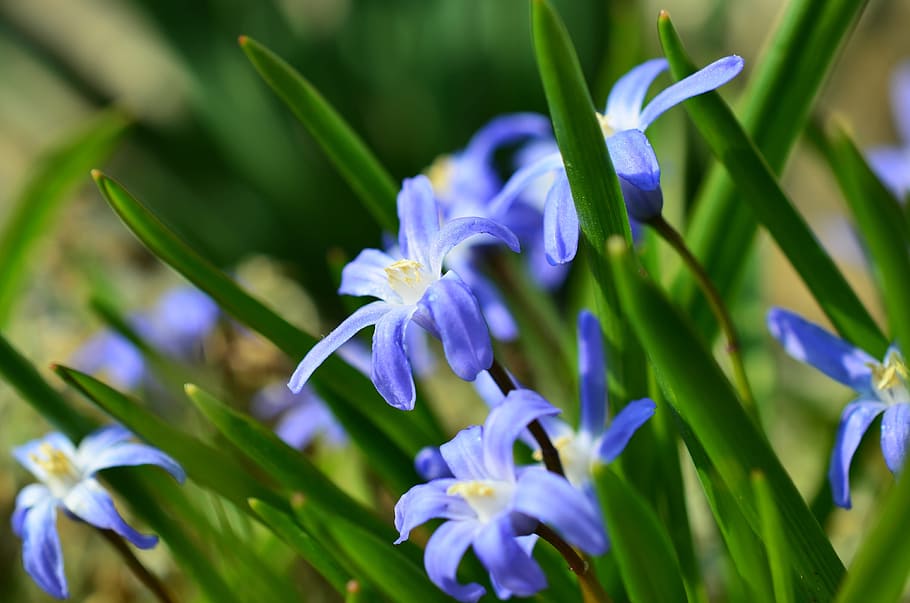 スターヒヤシンス 雪の輝き 春の兆候 チオノドキサ 紫 花 マクロ 開花植物 植物 自然の美しさ Pxfuel