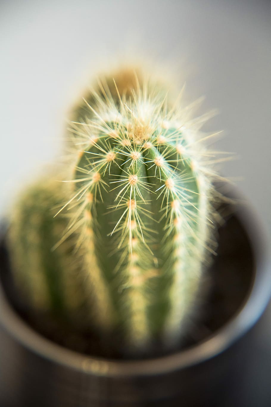 Cactus, Macro, Succulent, Detail, cactae, plant, dry, desert, close, needle