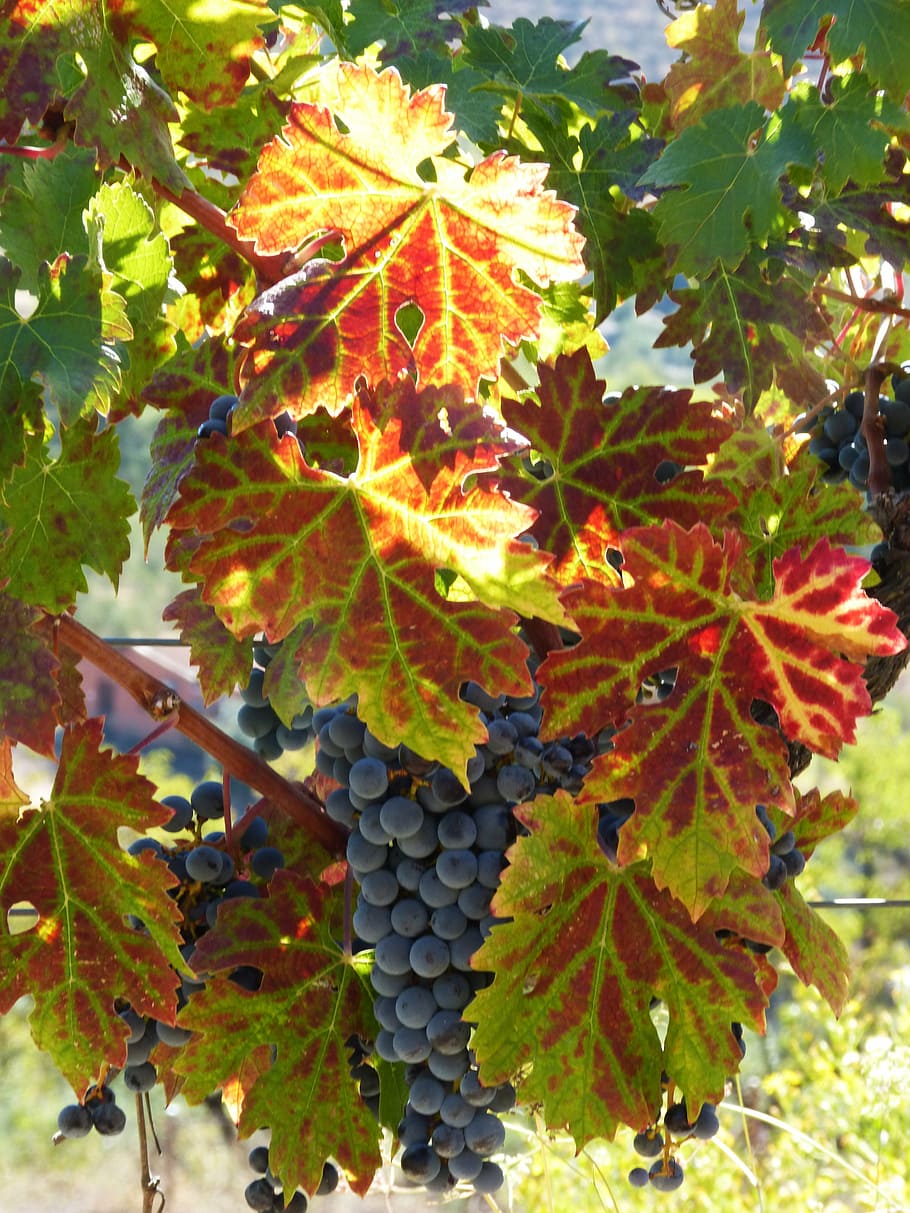 strain, vine, autumn, red leaves, vine leaf, priorat, grape, leaf, vineyard, nature