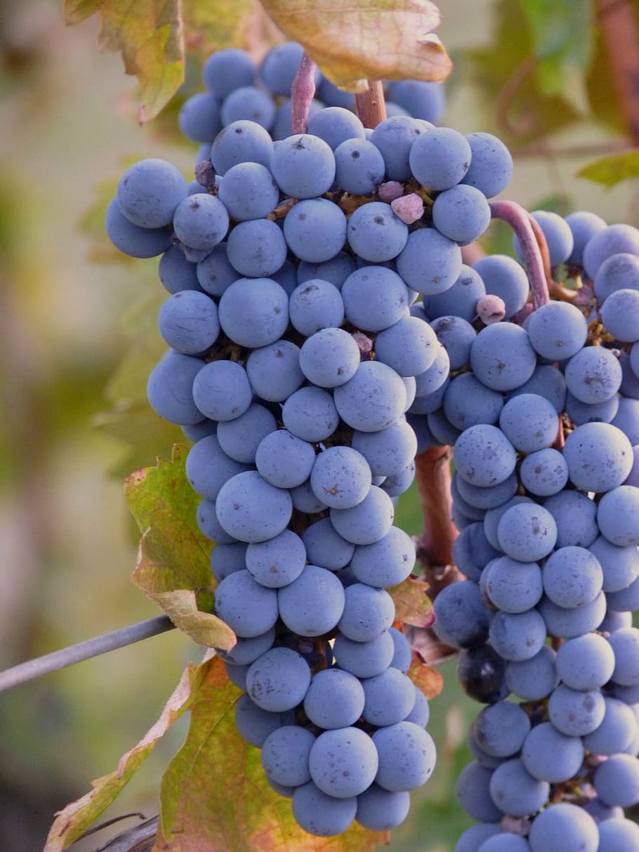 bunch of grapes, grapes, grape, wine, vine, fruit, harvest, plant, autumn, blue