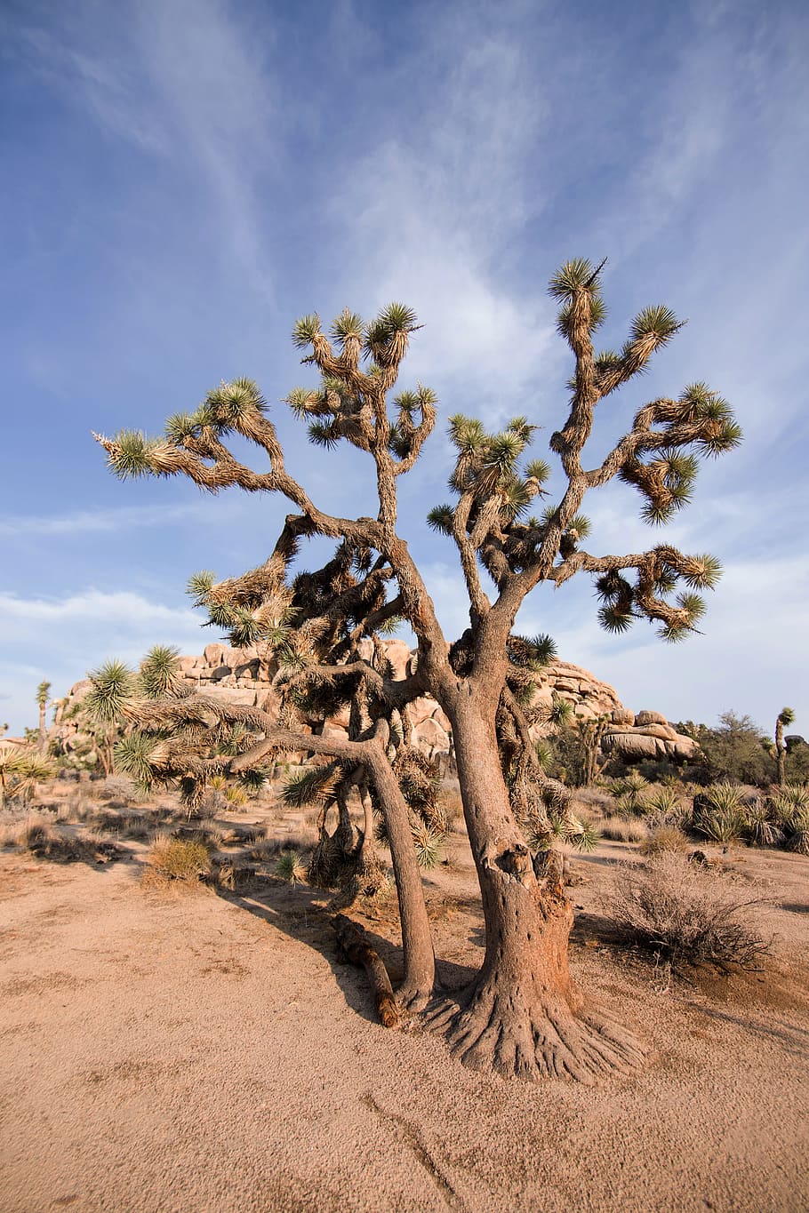 ジョシュアツリー 国立公園 砂漠 自然 夏 木 植物 乾燥した気候 風景 空 Pxfuel