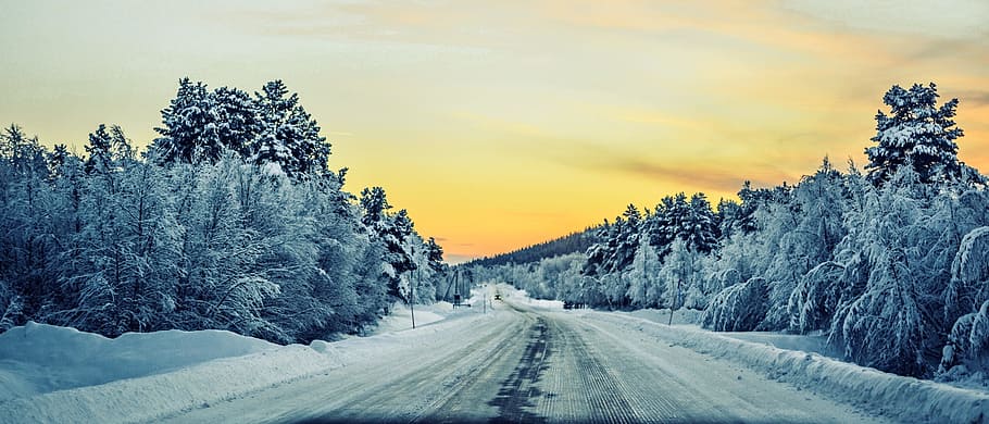 snow, frosted, forest, daytime, winter, road, sunrise, view, trees, icy
